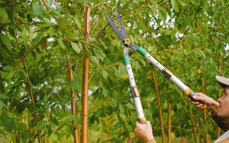 Tree trimming in Lohrville, IA